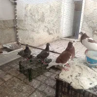 جوجه کاردک تخت نشده تا جوجه شیش پر انداخته