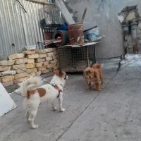 سگ پاکوتاه