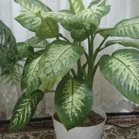 گل دیفن باخیا دوشاخه