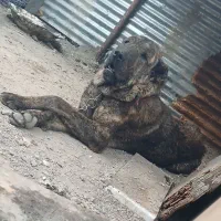 سگ درشت خراسانی
