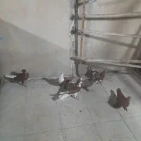 کفتر کل سفید پلاس