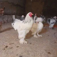 مرغ برهماسلطان یکجابه تعداد۵۳عددبه قیمت توافقی