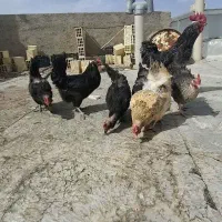 فروش مرغ و خروس جوان