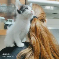 گربه