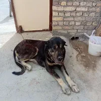 سگ پژدر