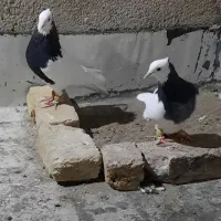 طوقی