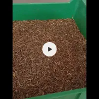 مقداری کرم میلورم برای فروش