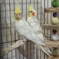 عروس هلندی مولد با قفس