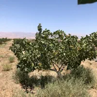 باغ-پسته