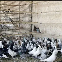 کبوتریا کفتر