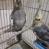 عروس هلندی