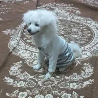 سگ پامرانین ۴ ماهه نر .قابل معاوضه