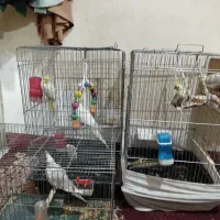 عروس هلندی