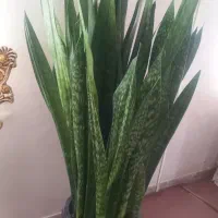 سبز|گل و گیاه طبیعی|تهران, هفت چنار|دیوار
