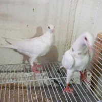 کفتر