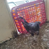 خروس نصل بالا