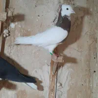 کفتر رنگه