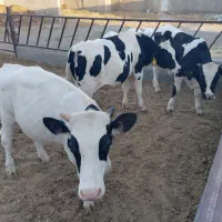 سه عدد گوساله نر ویک عدد ماده سیمینتال