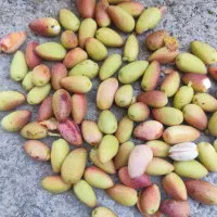پسته|خوردنی و آشامیدنی|تربت جام, حافظ|دیوار