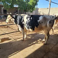 فروش گاو  اندیمشک  شهر آزادی