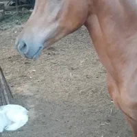 فروش مادیان یکسر عرب