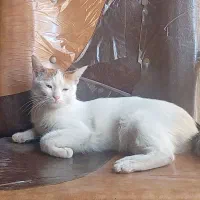 واگذاری گربه لیلی به علت مهاجرت