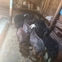 بره نر پرواری