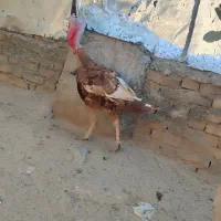 فروش بوقلمون نر وماده