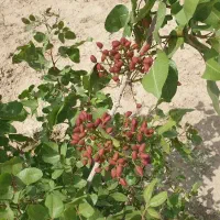 یک قطعه باغ۸۵۰متری ۵ساله داخل ۴دیواری سند دار