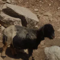 میش سناتوری