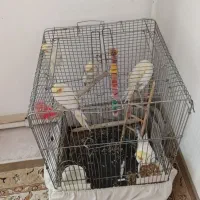 عروس هلندی