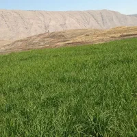 دَسه طولکیانان