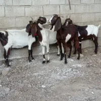 بز.بزغاله.بزپاکستانی