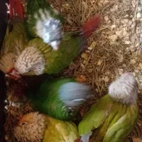 فروش گرینچیک سخنگو و جوجه دانه خور