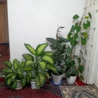 گل کاکتوس گل گوشفیلی ودیفن و