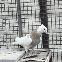 نر طوقی زرد