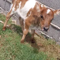 لیشه