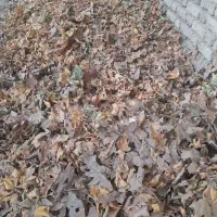 برگ درخت چنار رایگان