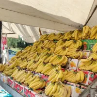 کاریگر حرفه ای بساط زن