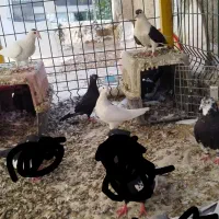 کفتر بومب سیزده تا نروماده قاطی