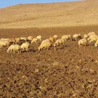 ۶۴ راس گوسفند مغان اصل