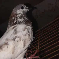 کبوتر