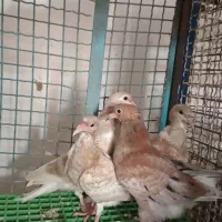 چهار عدد جوجه ساده هفت رنگ