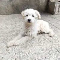 توله شیتزونر