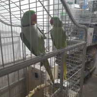 یک جفت شاه طوطی
