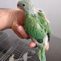 جوجه طوطی ملنگو پرورش سالن دونه ۷۵۰۰