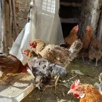 ۸عددمرغ تخمگذار