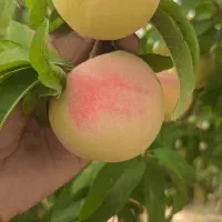 هلو  درجه یک