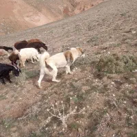 سگ گله ای به شرط گلع همه چی
