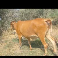 گوستر ی زه زایده ۶ ماه آبستن